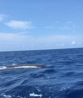 Vagues, vent et famille : Ponta Delgada à Madère